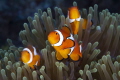   Three Anemos  